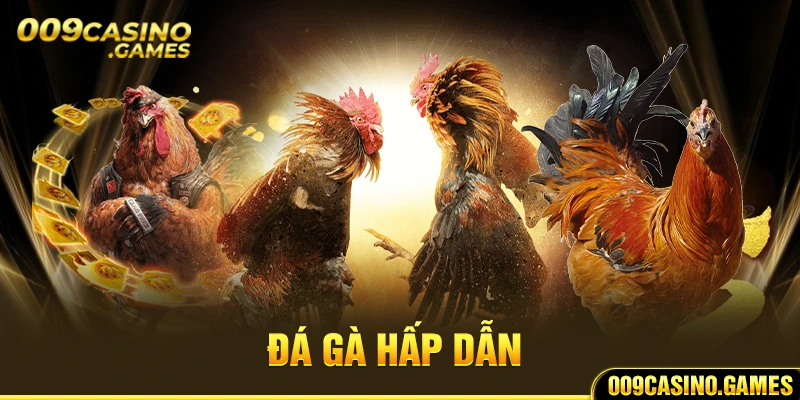 Đá gà hấp dẫn