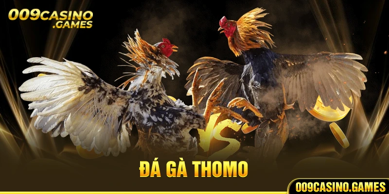 Tìm hiểu về sảnh Đá gà Thomo 009 Casino