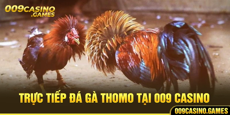 Tìm hiểu thông tin trực tiếp đá gà Thomo tại 009 casino